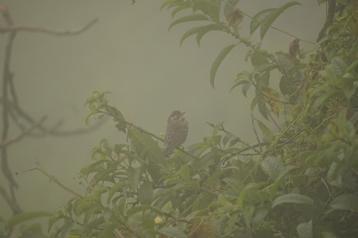 Collared Warbling Finch - ML643504753