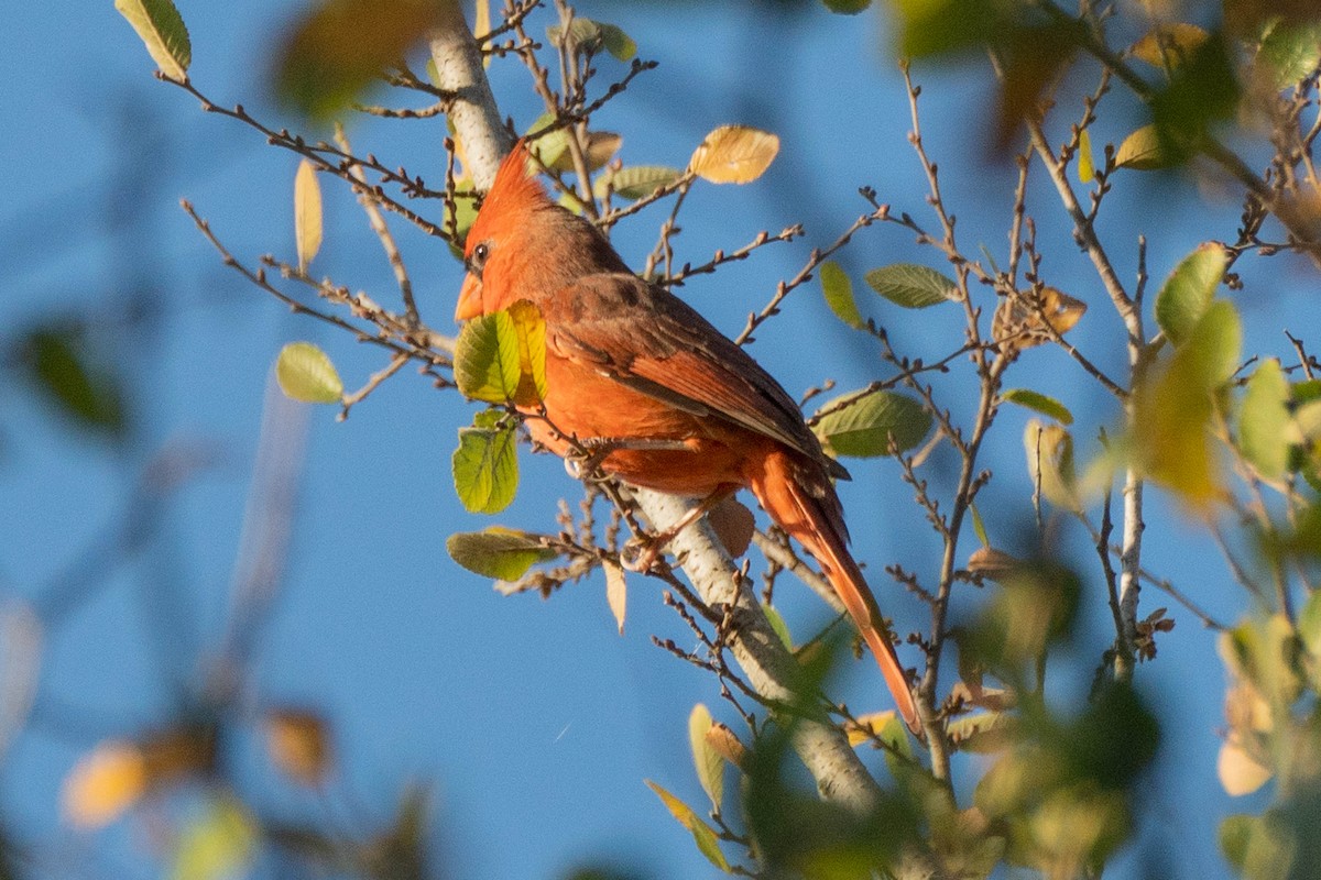 Northern Cardinal - ML643504754