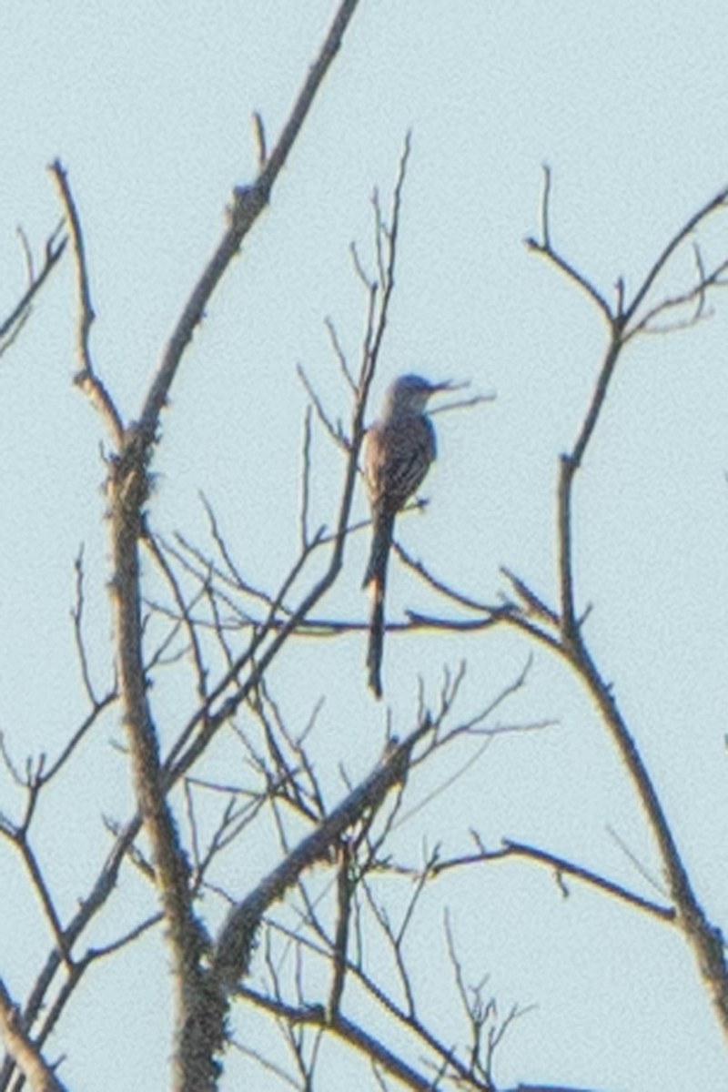 Scissor-tailed Flycatcher - ML643504757
