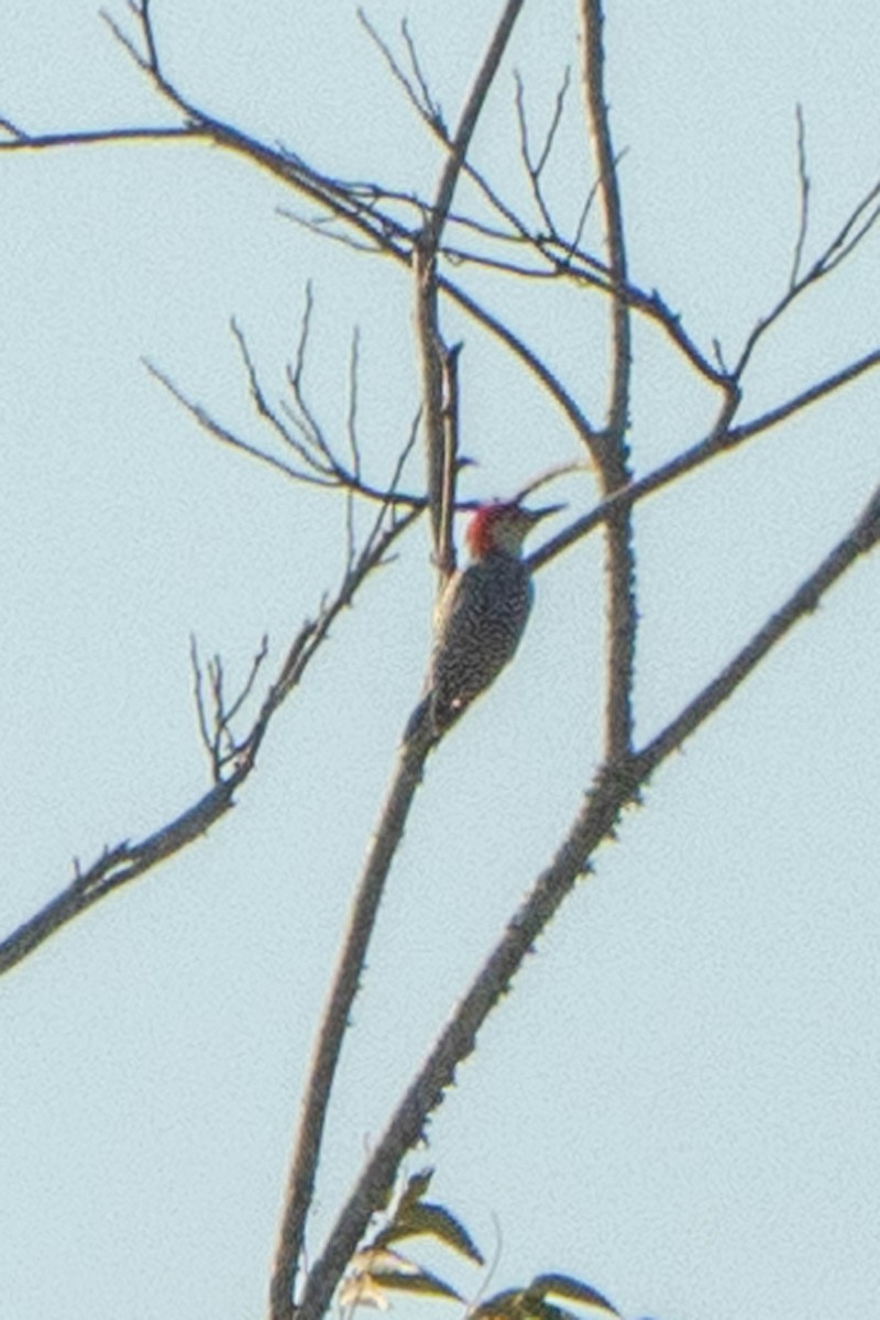 Red-bellied Woodpecker - ML643504767