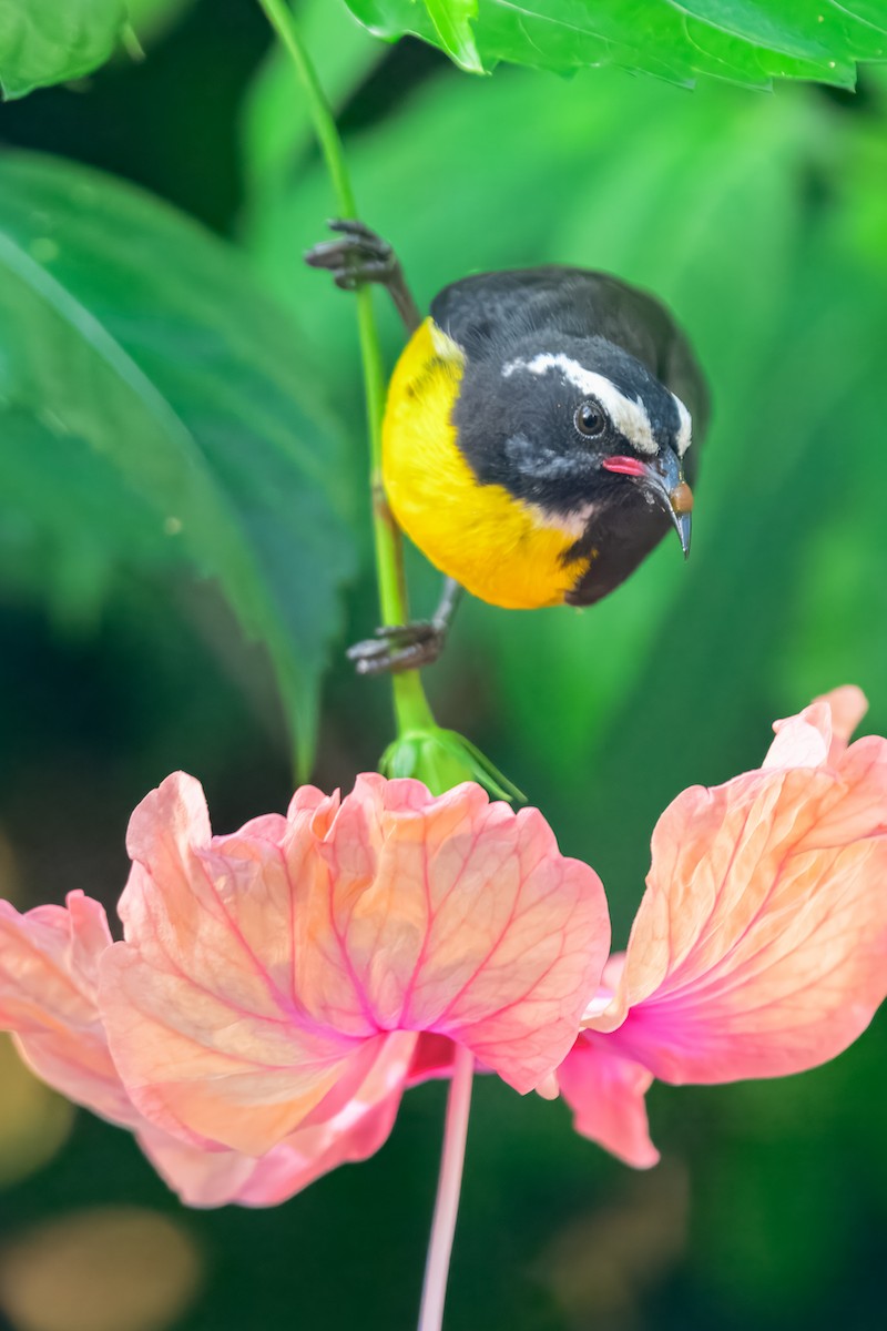 Bananaquit - ML643504774