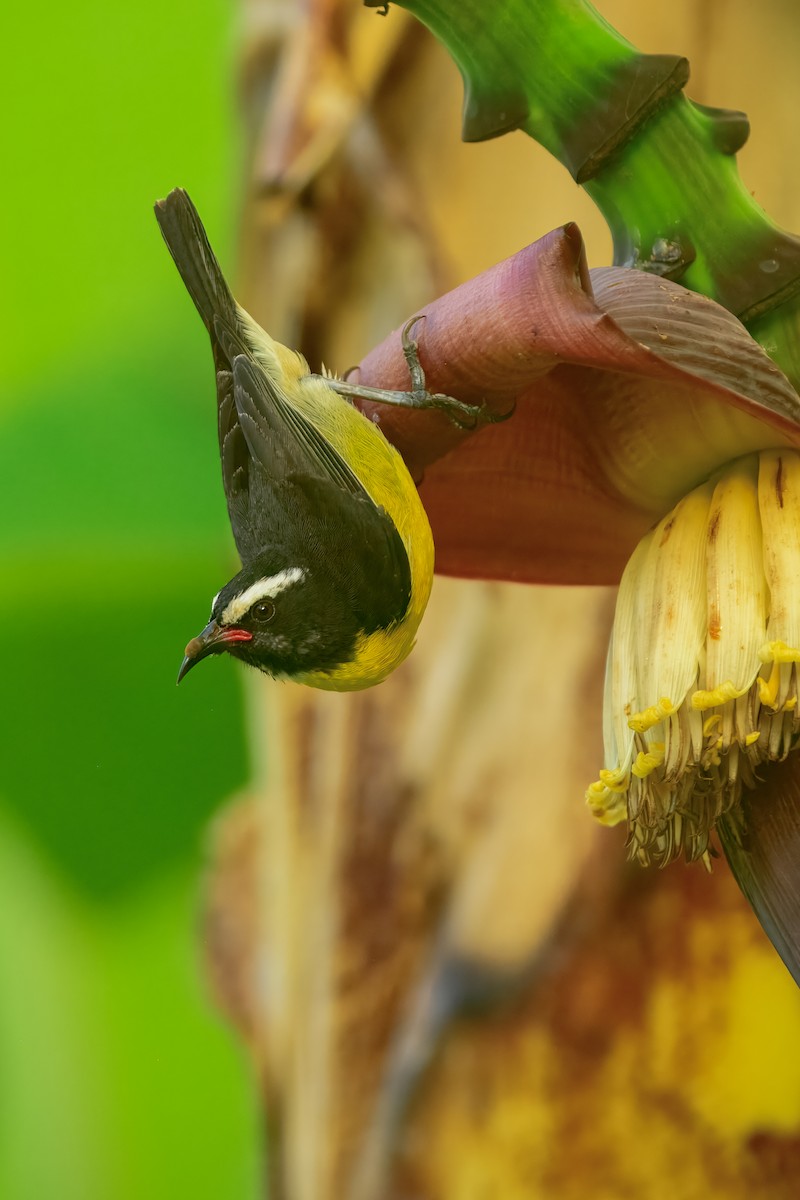 Bananaquit - ML643504775