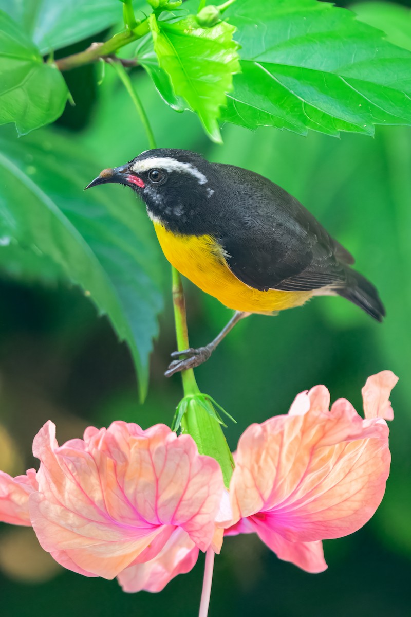 Bananaquit - ML643504776