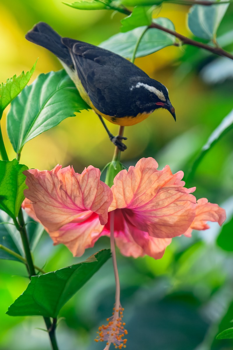 Bananaquit - ML643504777