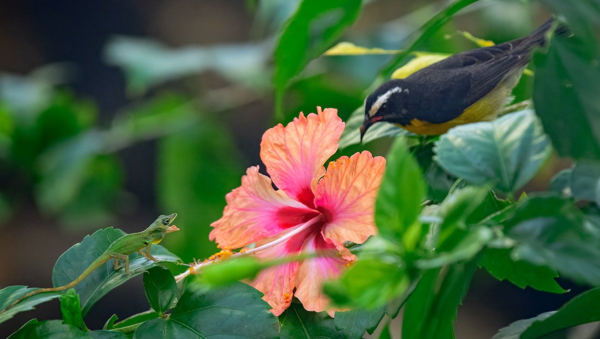 Bananaquit - ML643504778