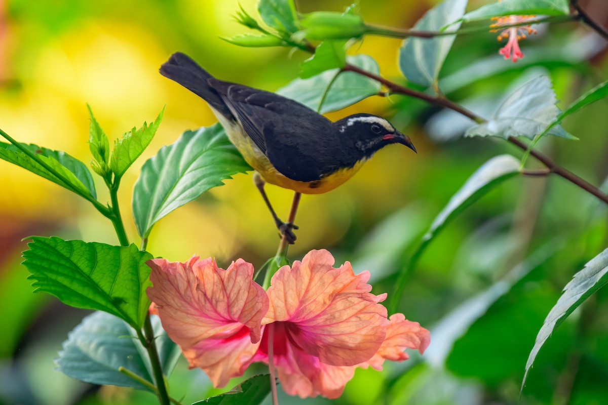 Bananaquit - ML643504779