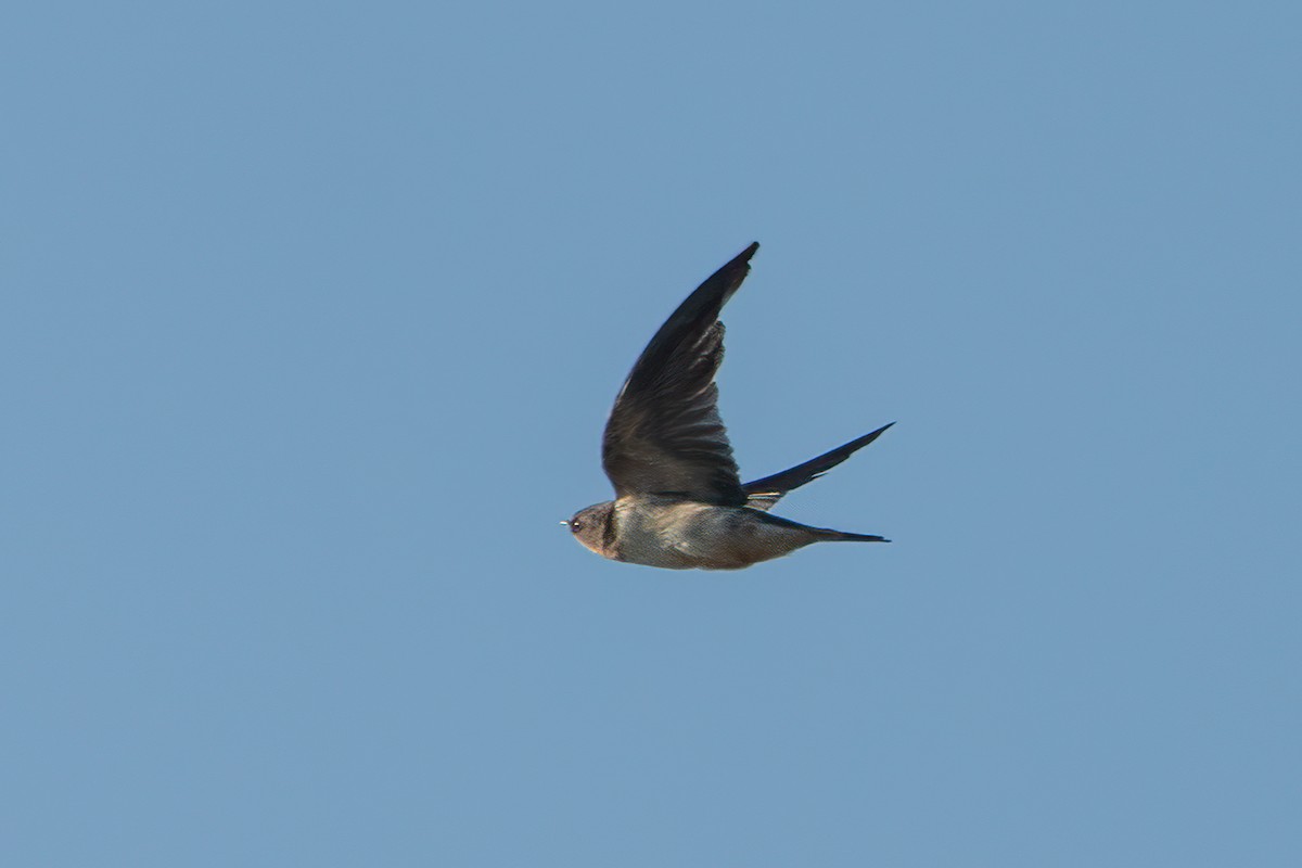 Barn Swallow - ML643504781