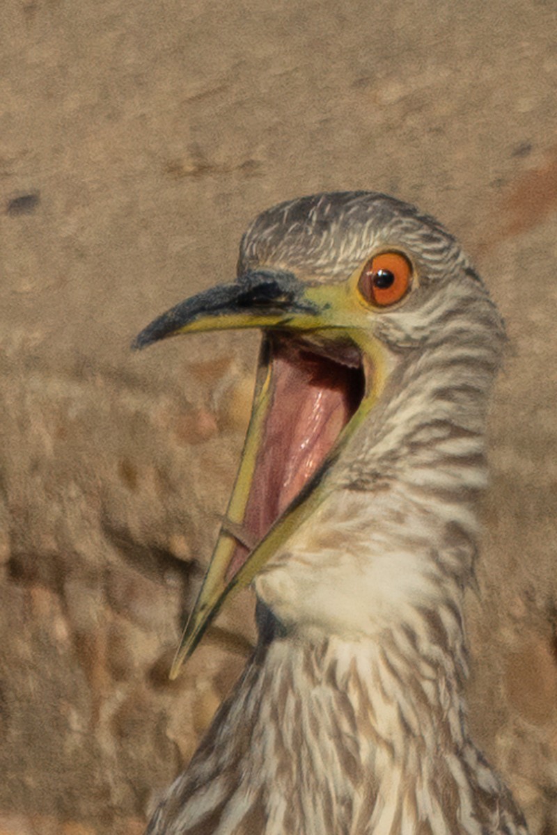 Black-crowned Night Heron - ML643504788