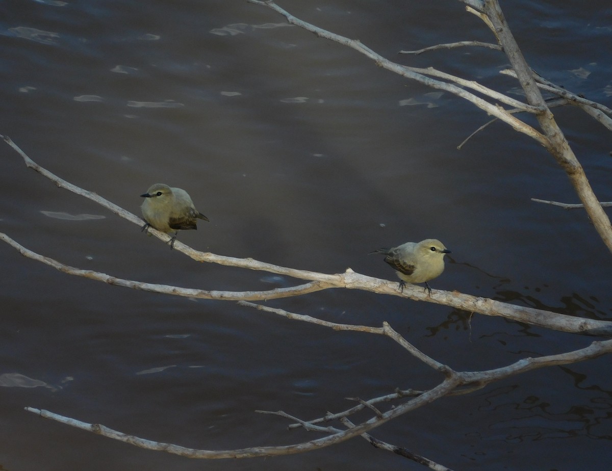 Mosquerito Guardarríos - ML643504793