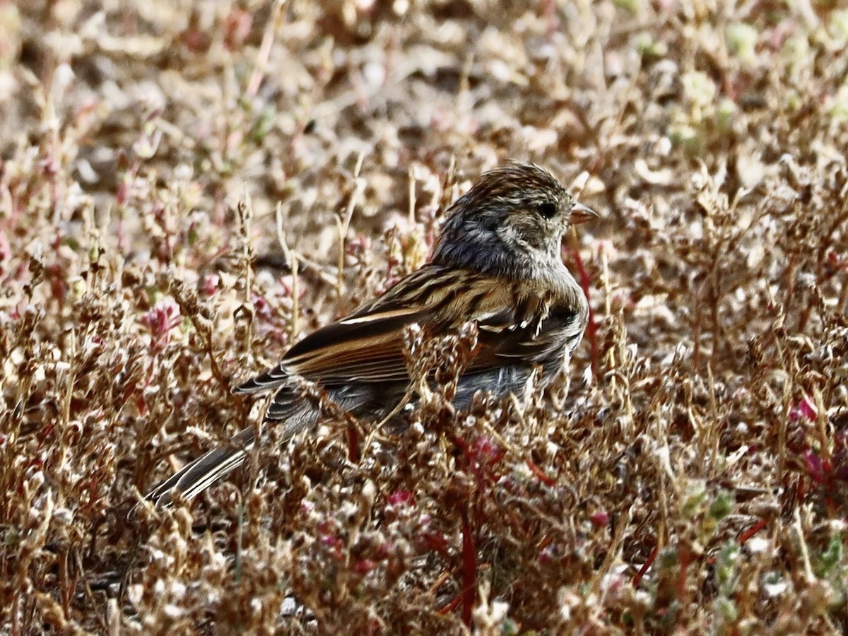 Chipping Sparrow - ML643504796