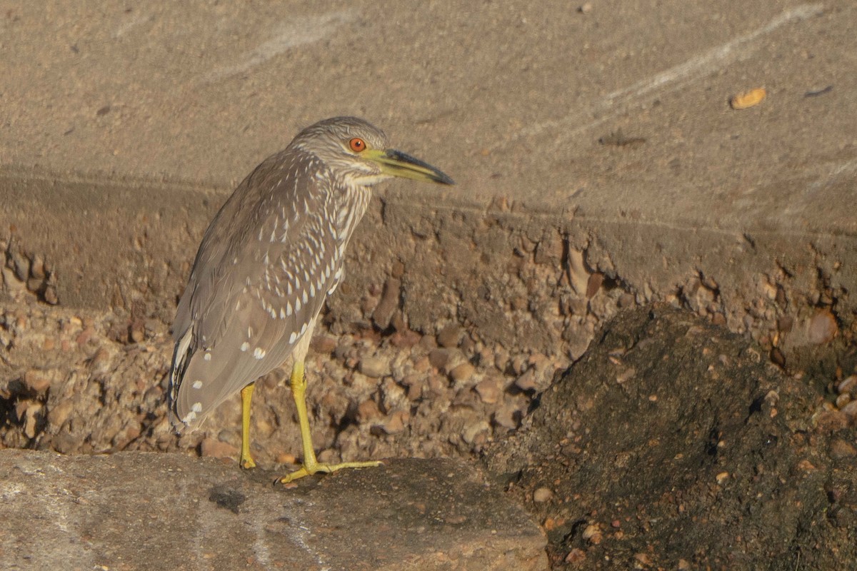 Black-crowned Night Heron - ML643504797