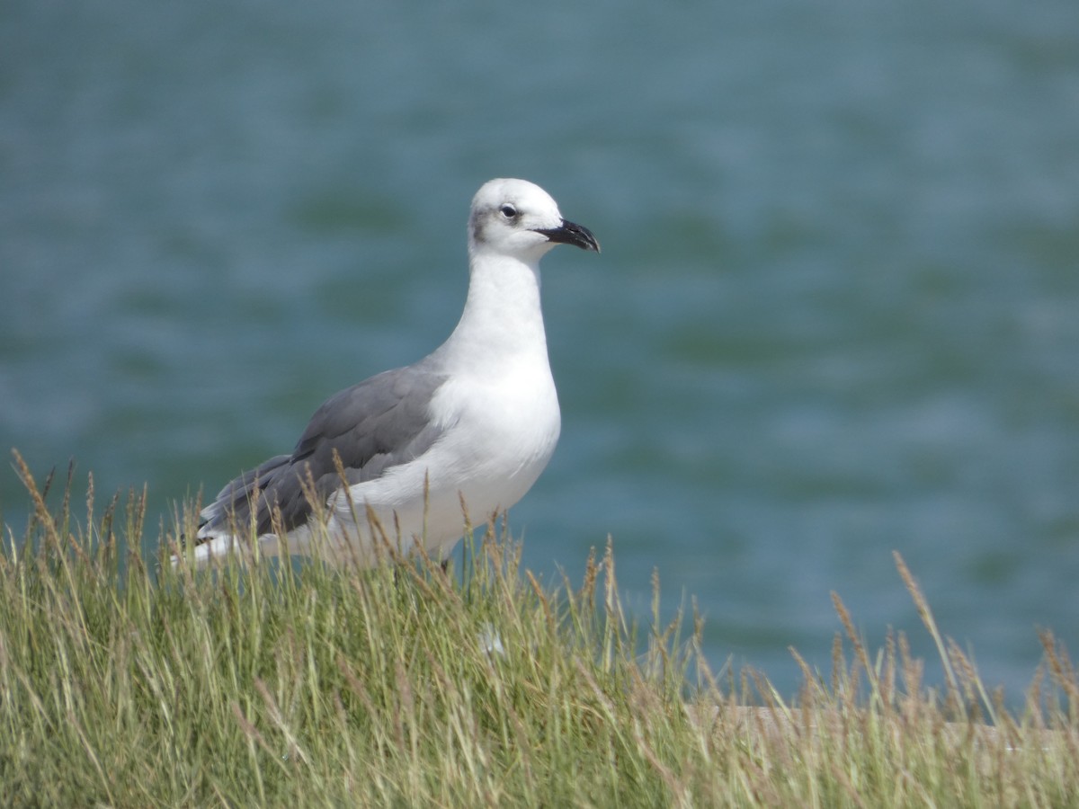 Laughing Gull - ML643504799