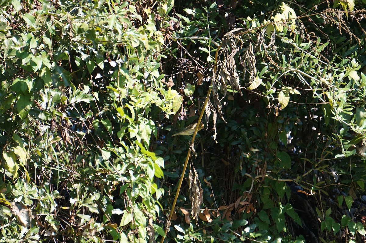 Indigo Bunting - ML643504801