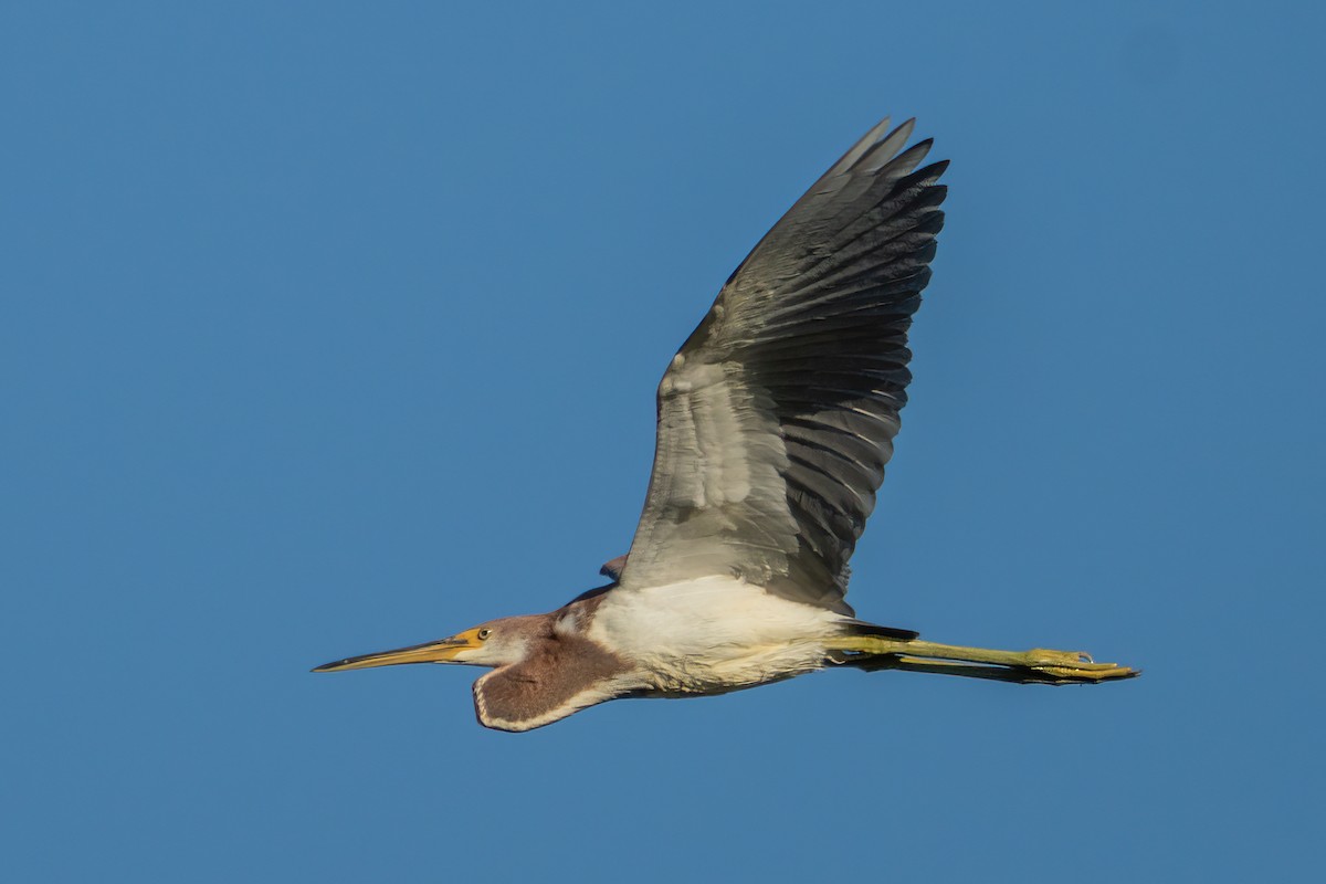 Tricolored Heron - ML643504804