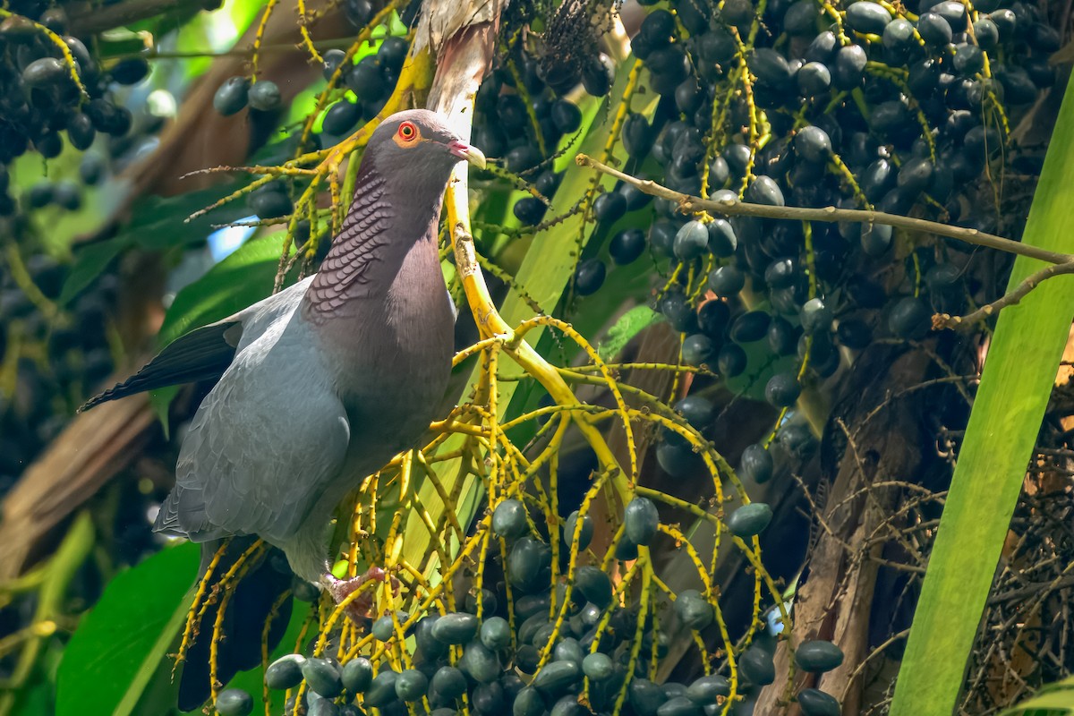 Pigeon à cou rouge - ML643504806