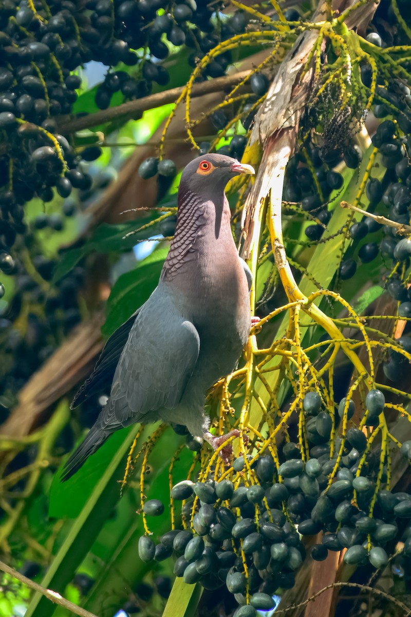 Pigeon à cou rouge - ML643504807