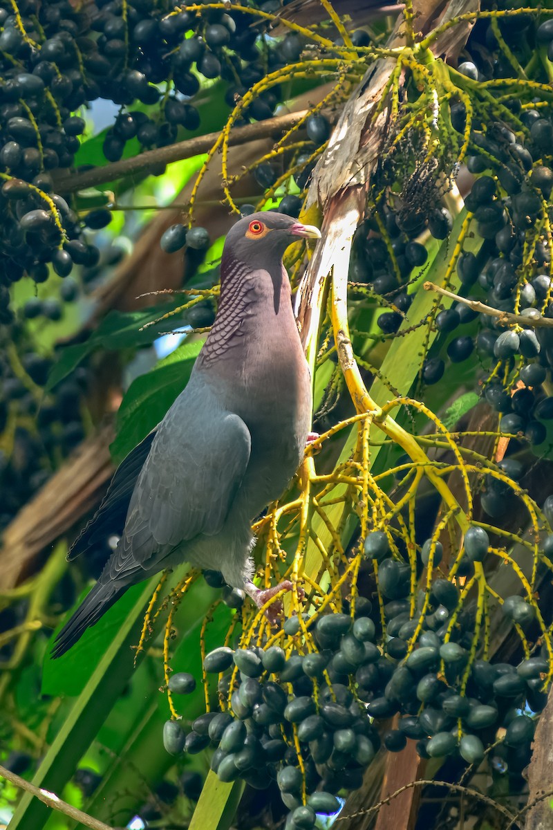 Pigeon à cou rouge - ML643504808