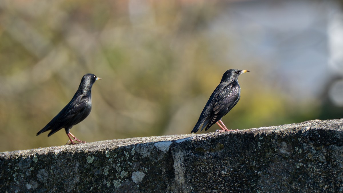 Spotless Starling - ML643504814
