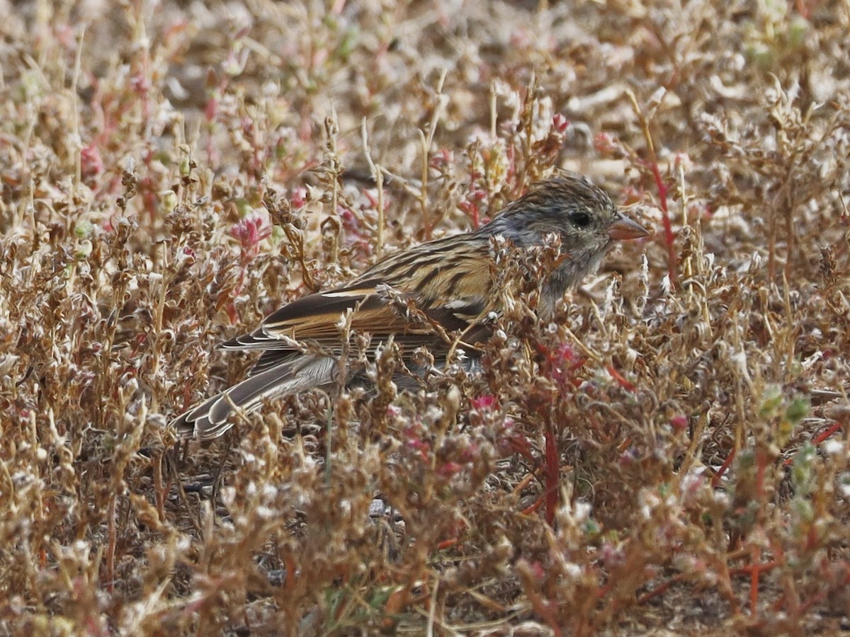 Chipping Sparrow - ML643504815