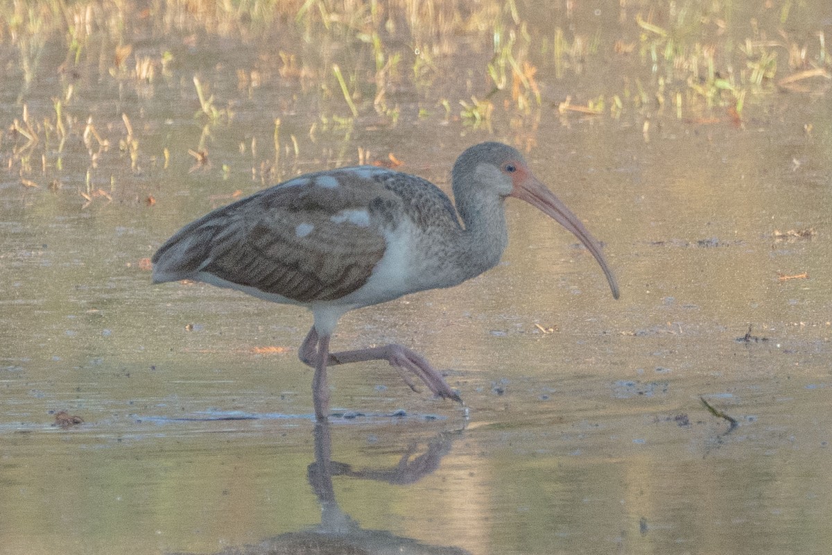 White Ibis - ML643504816