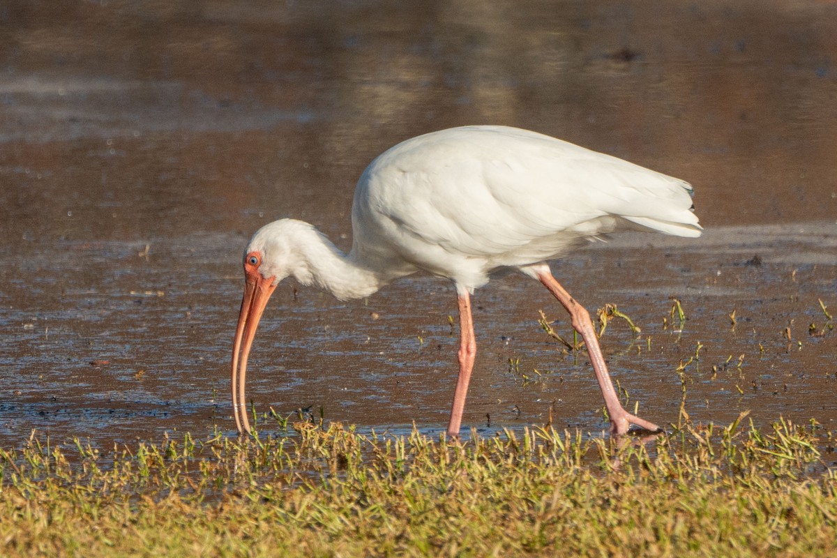 White Ibis - ML643504819