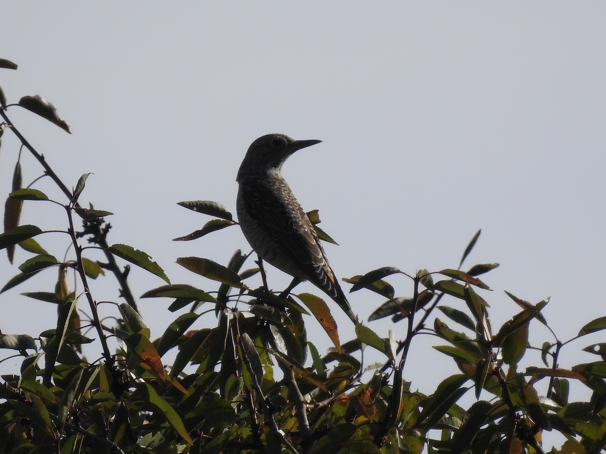 Rufous-tailed Rock-Thrush - ML643504820