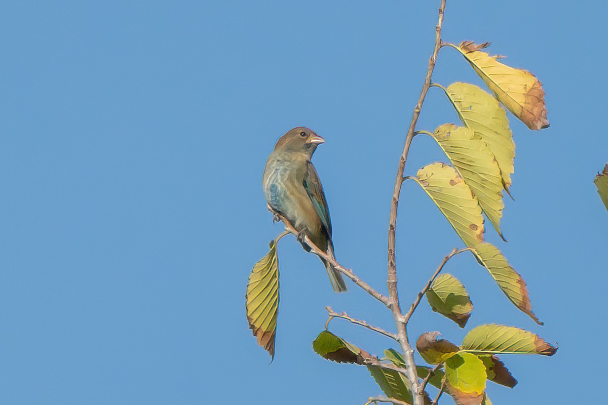 Indigo Bunting - ML643504825