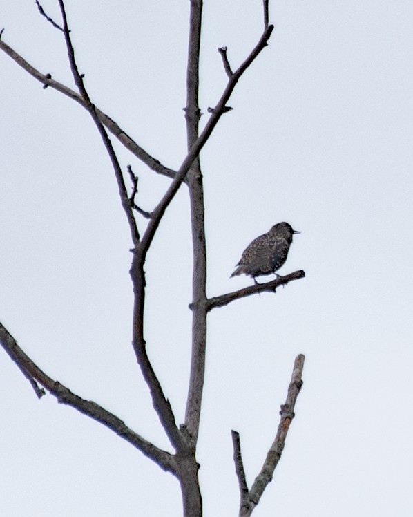 European Starling - ML643504832