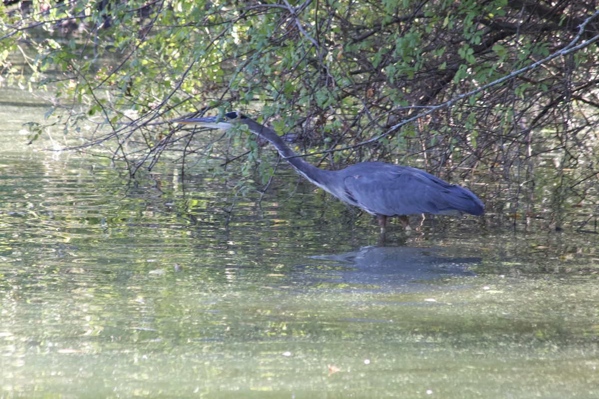 Garza Azulada - ML643504836