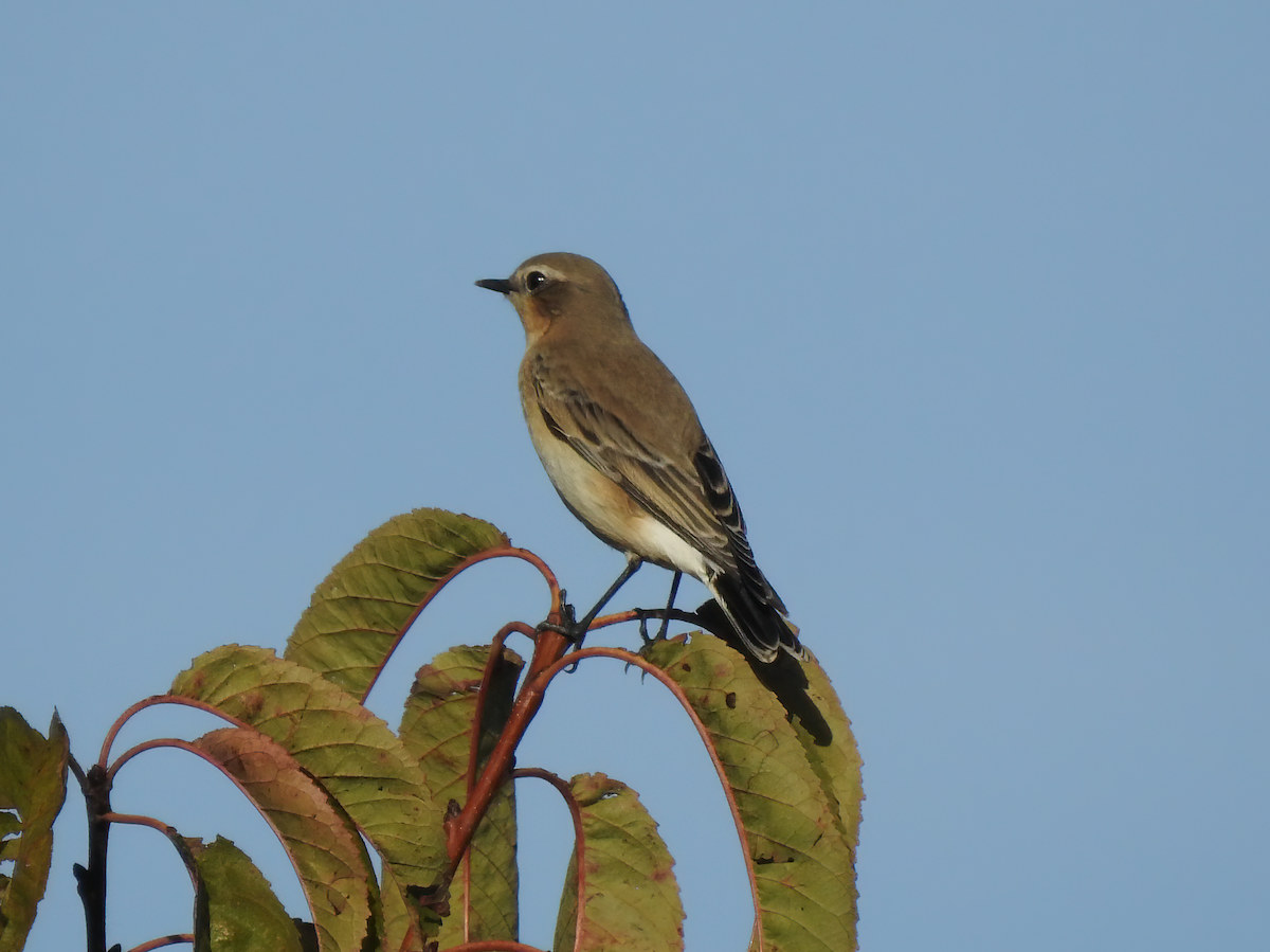 Northern Wheatear - ML643504837
