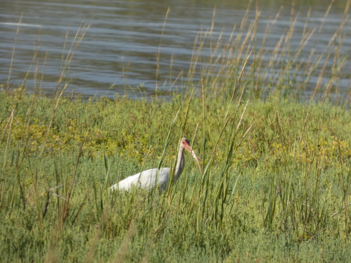 White Ibis - ML643504842