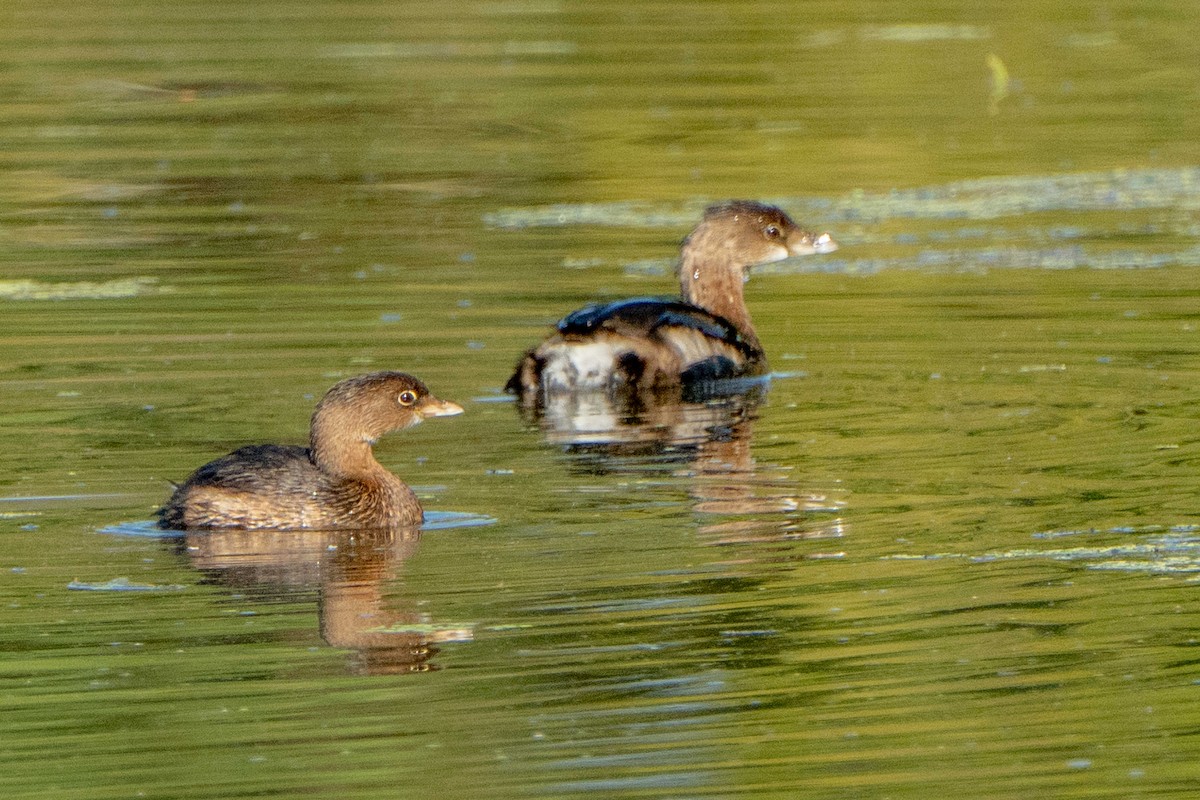 Pied-billed Grebe - ML643504844