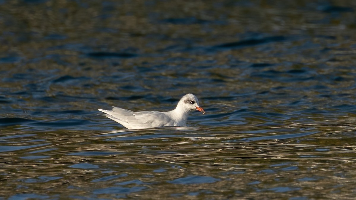 Mediterranean Gull - ML643504846