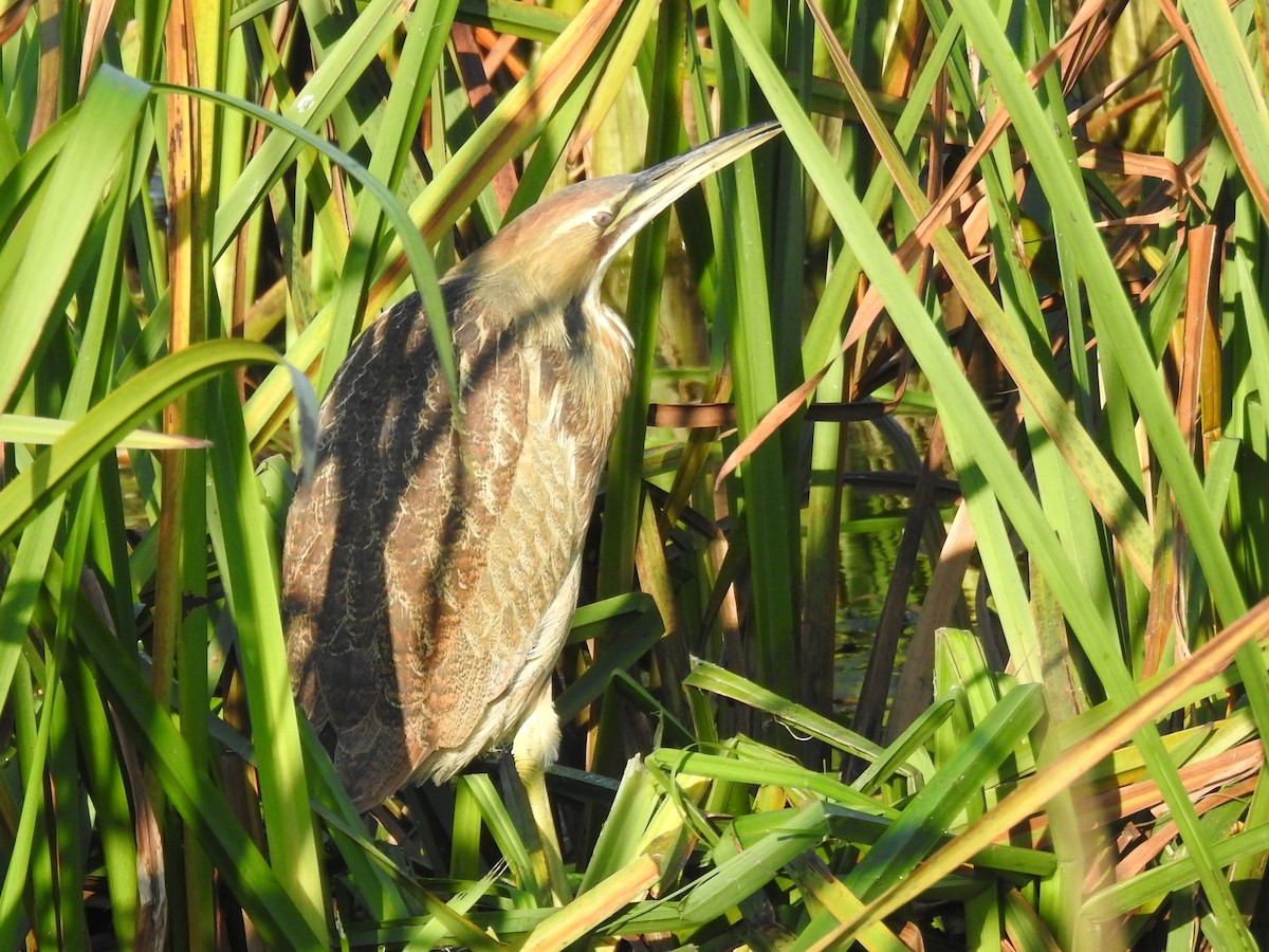 American Bittern - ML643504849