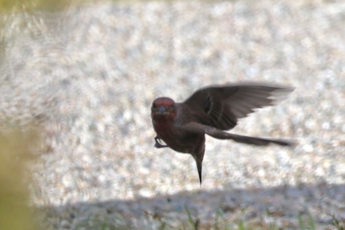 House Finch - ML643504853