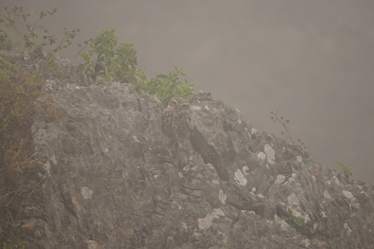 Burrowing Owl - ML643504865