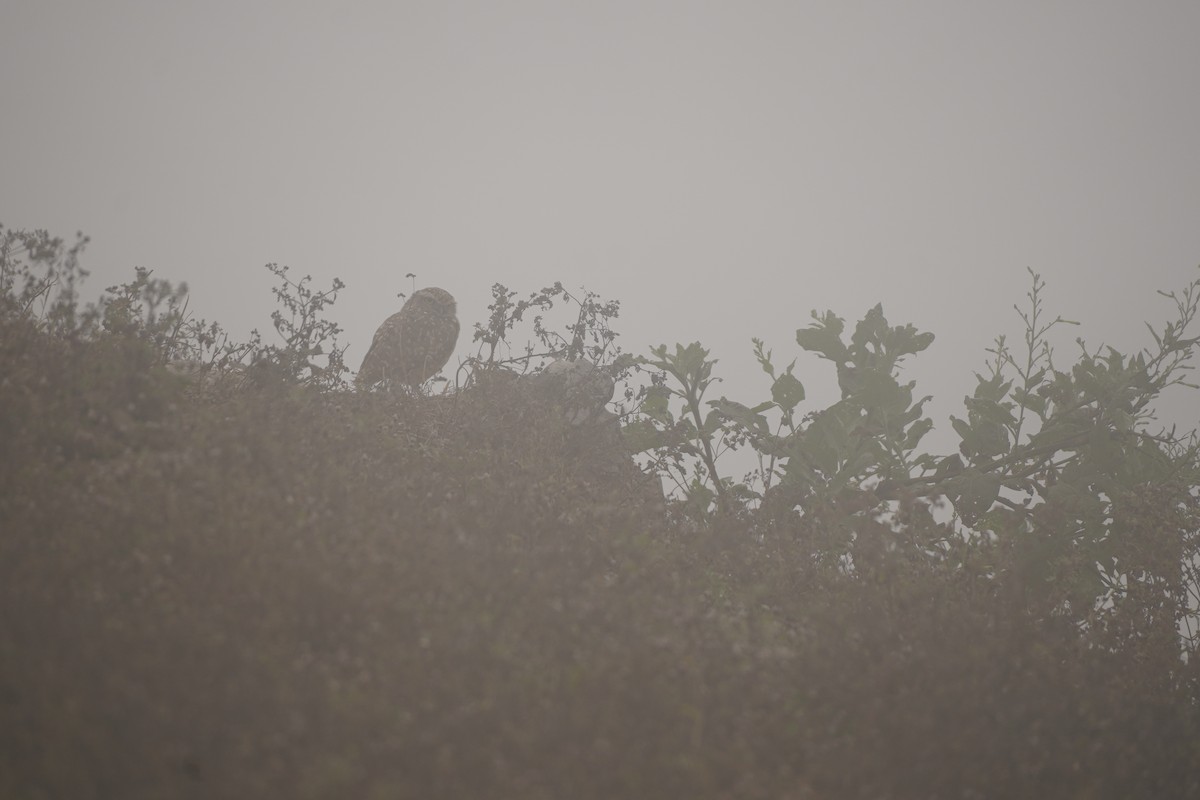 Burrowing Owl - ML643504866