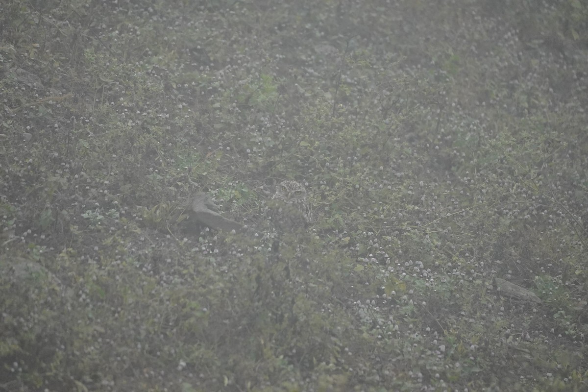 Burrowing Owl - ML643504867