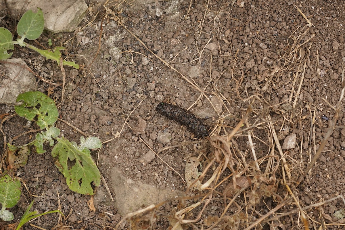 Burrowing Owl - ML643504868