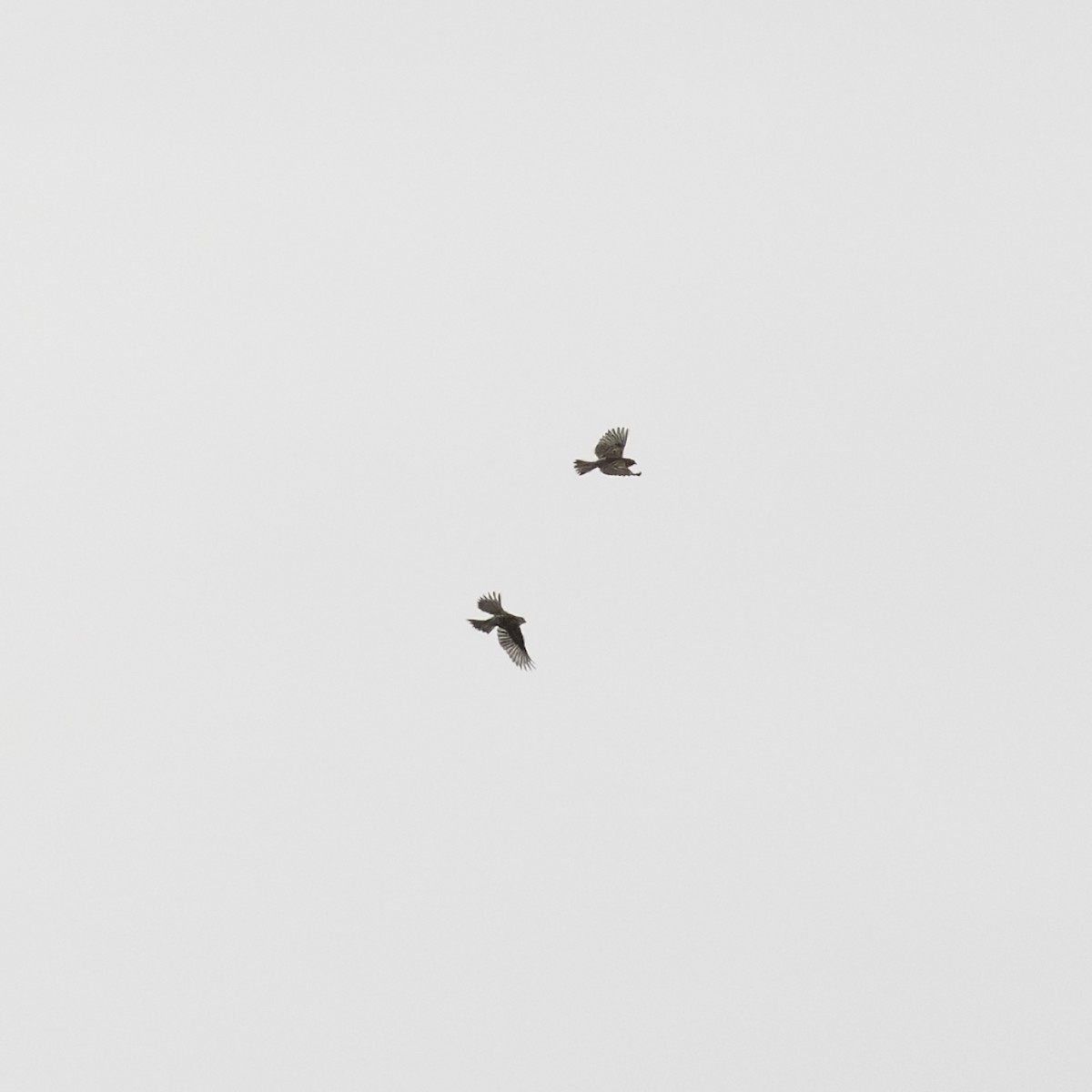 tanımsız Passeriformes sp. - ML643504871