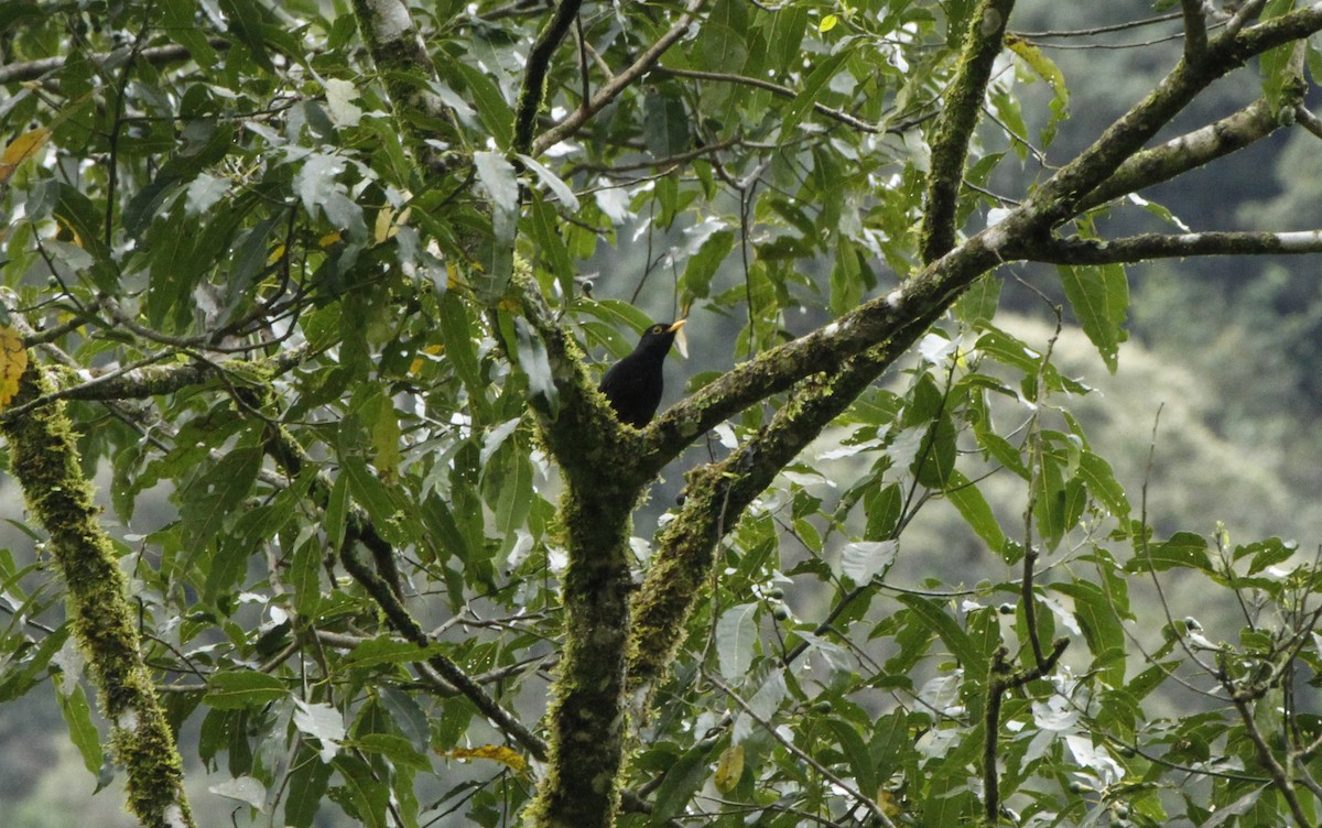 Yellow-legged Thrush - ML643504874