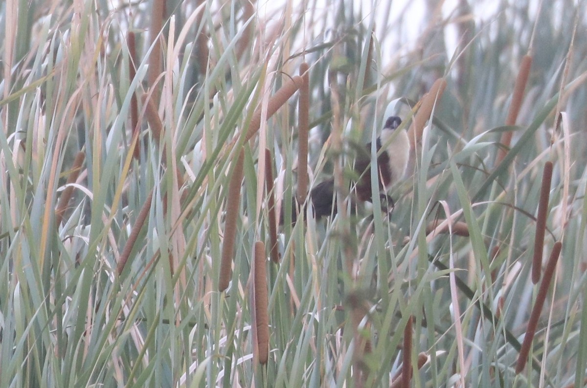 Coppery-tailed Coucal - ML643504883