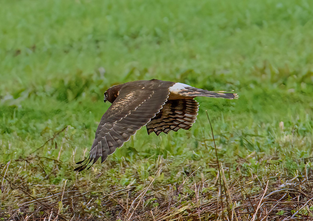 Northern Harrier - ML643504896