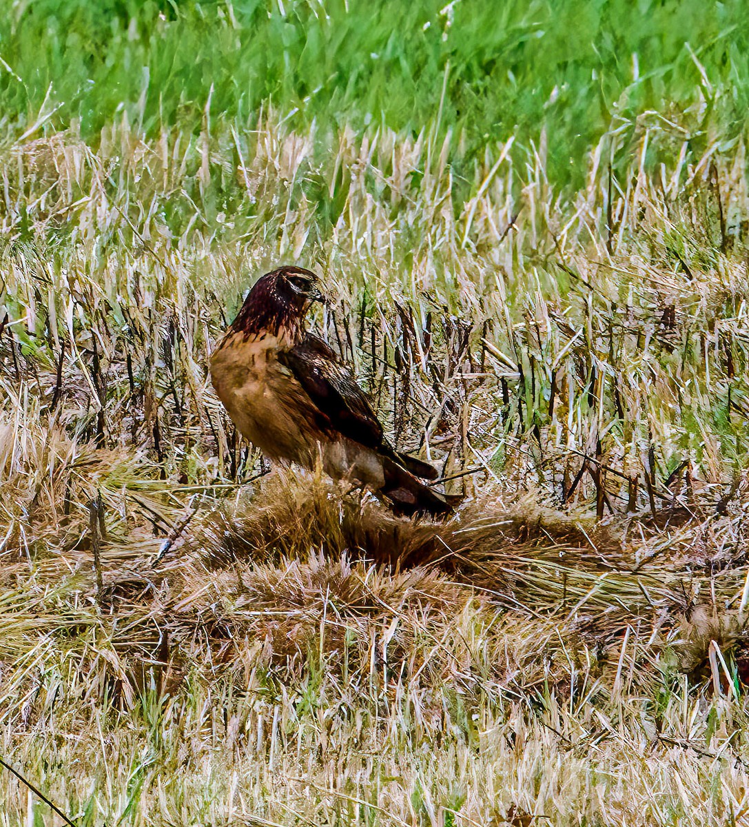 Northern Harrier - ML643504899