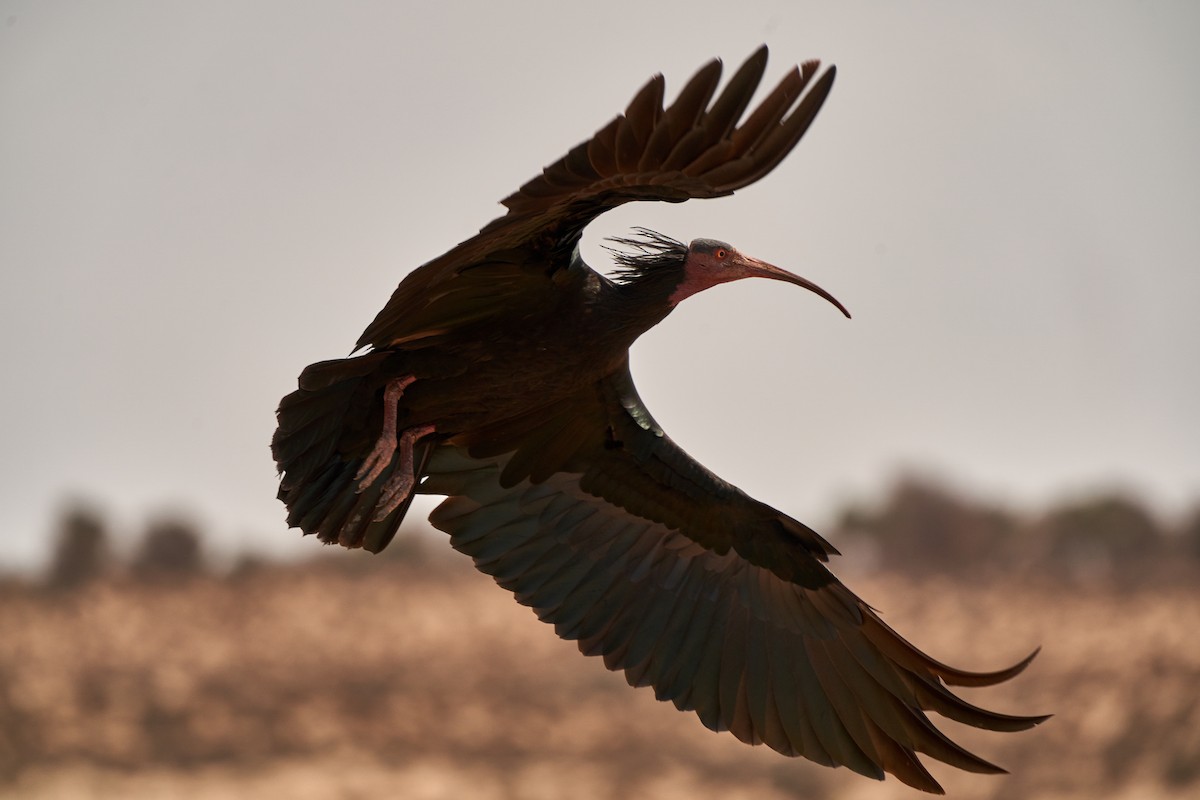 Northern Bald Ibis - ML643504916