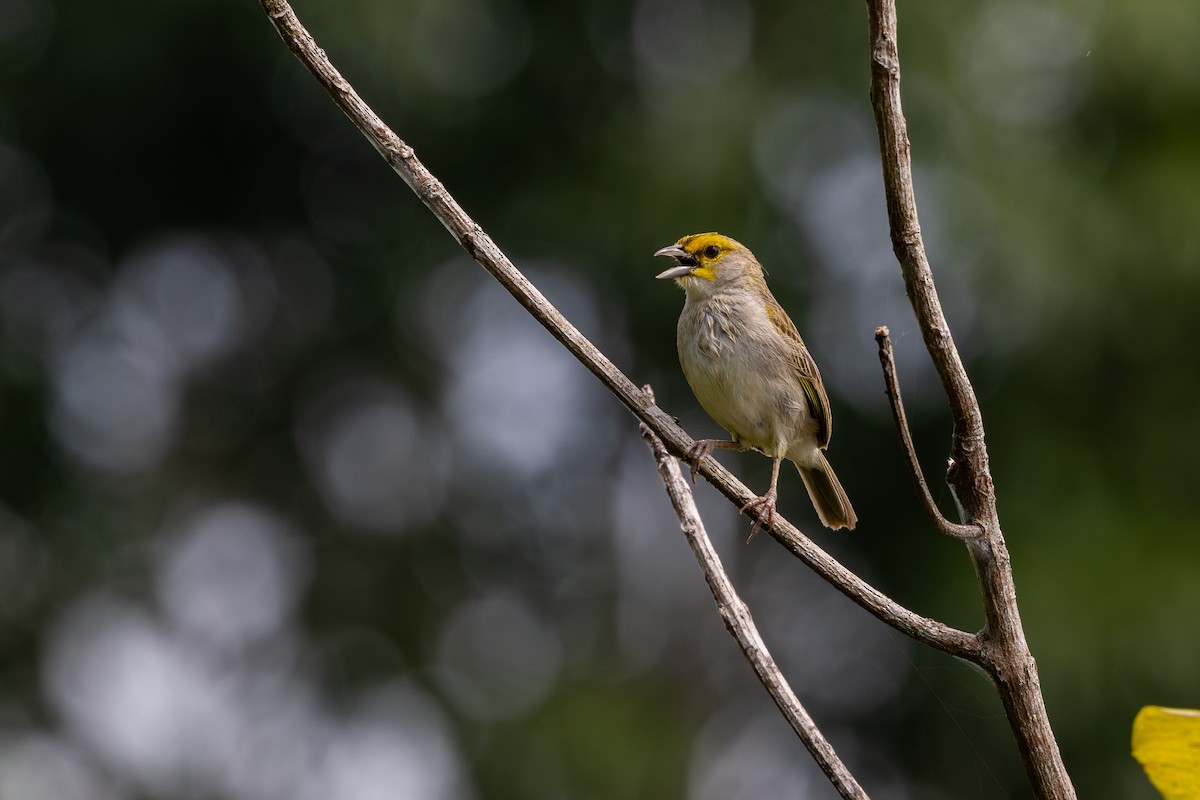 Yellow-browed Sparrow - ML643504918