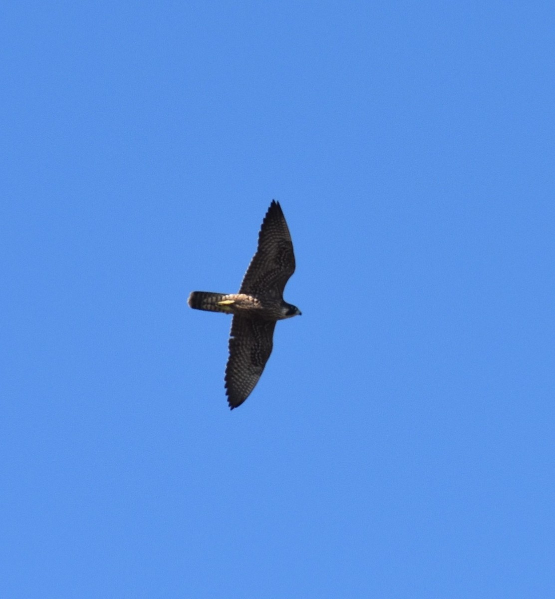 Peregrine Falcon - ML643504922