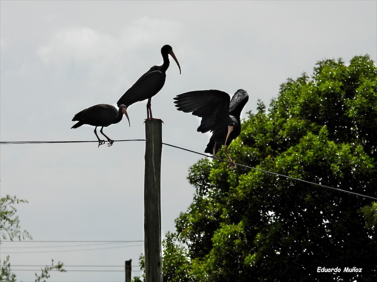 Bare-faced Ibis - ML643504923