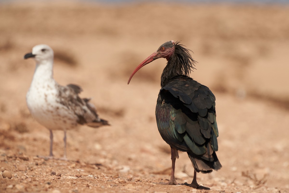 Northern Bald Ibis - ML643504924