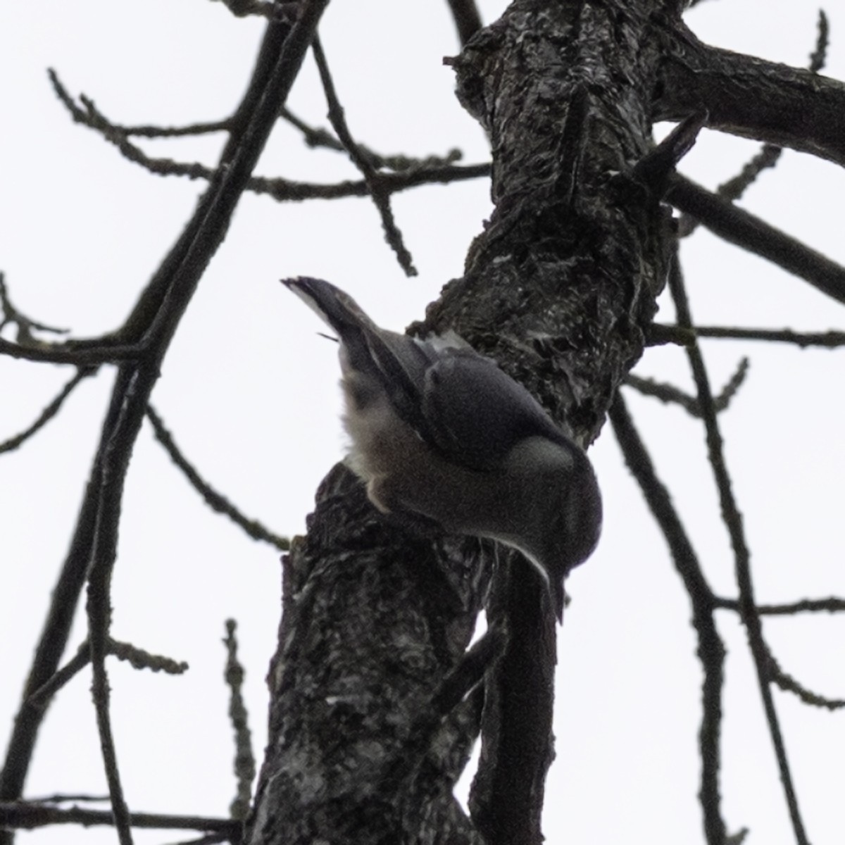 White-breasted Nuthatch - ML643504925